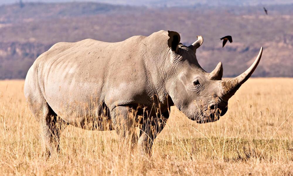 Save The Rhino Day world rhino day 2023 India Timesnews24.in