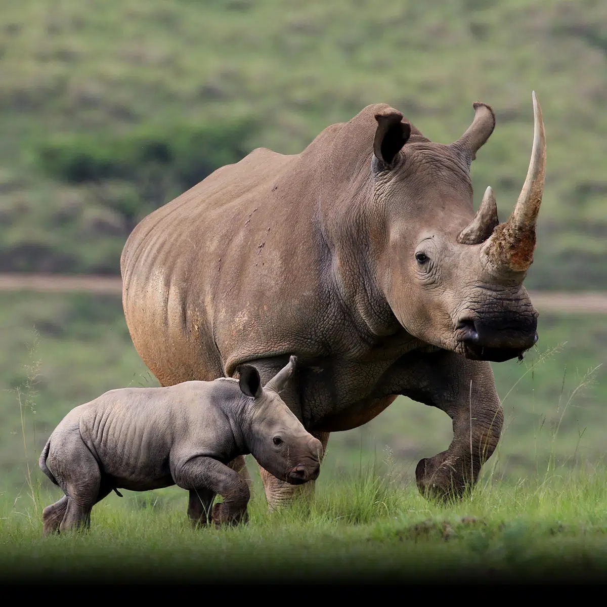 world rhino day 2023 India Timesnews24.in