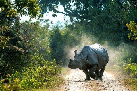 white rhino Save The Rhino Day world rhino day 2023 India Timesnews24.in