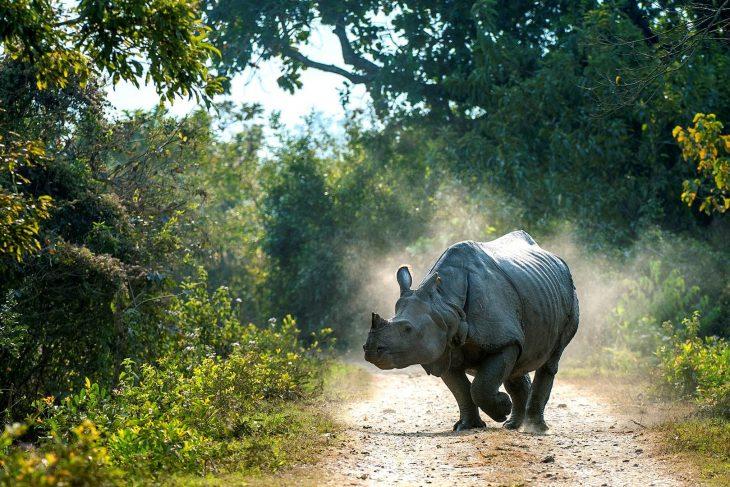World Rhino Day: Protecting the Giants of the Wild
