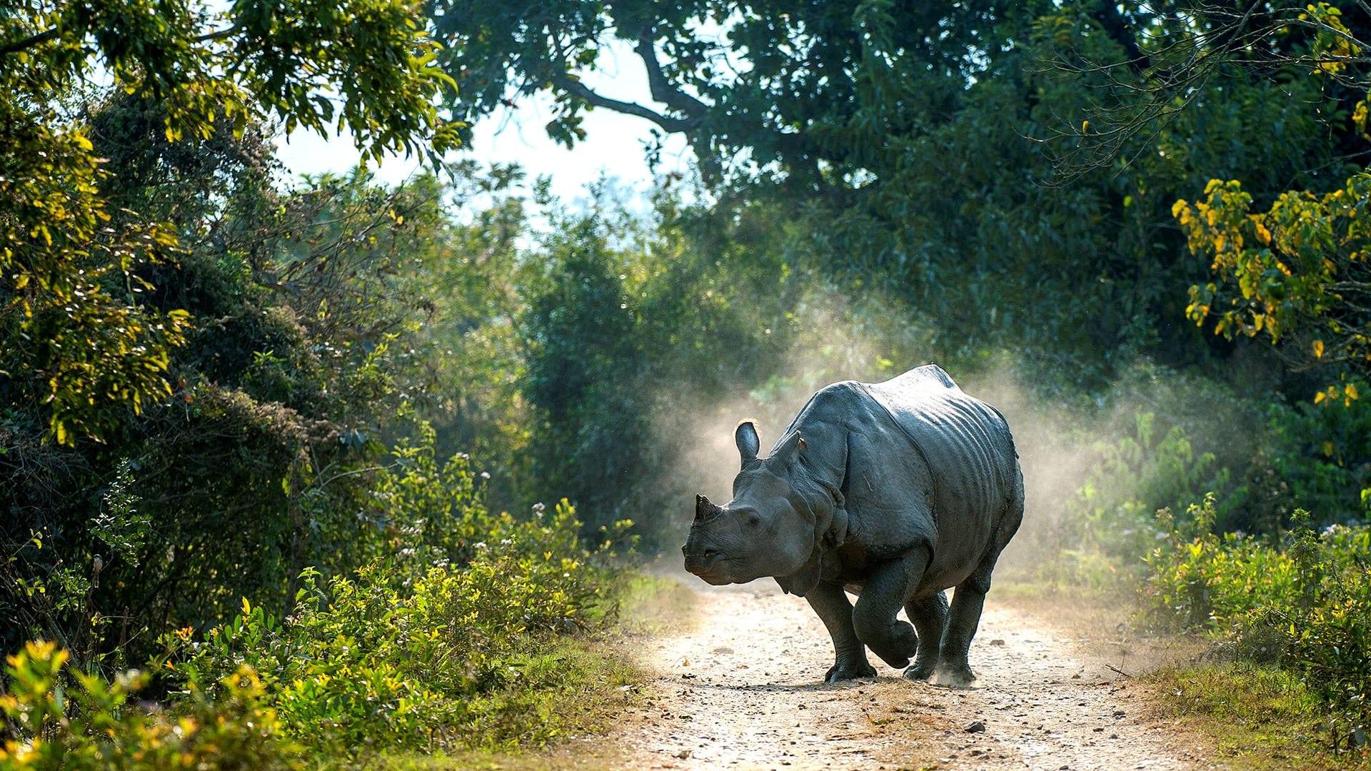 white rhino Save The Rhino Day world rhino day 2023 India Timesnews24.in