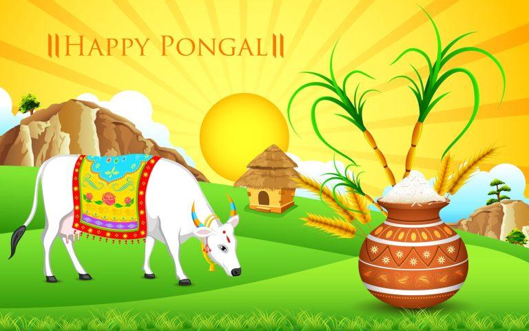 Pongal Harvest Celebrations in South India Pongal Festival: A Tapestry of Gratitude and Harvest Celebrations Times news24.in